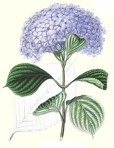 Hydrangea_fuer_Oine