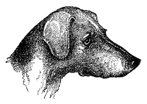 HEAD OF A FAVORITE FOX-HOUND.