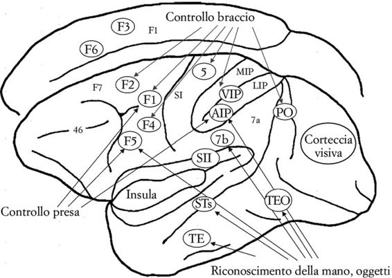 FIG. 12. Cervello del macaco con indicazioni delle aree coinvolte nel movimento del braccio, della mano e il riconoscimento visivo.