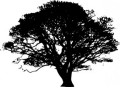 Image result for trees black and white clipart