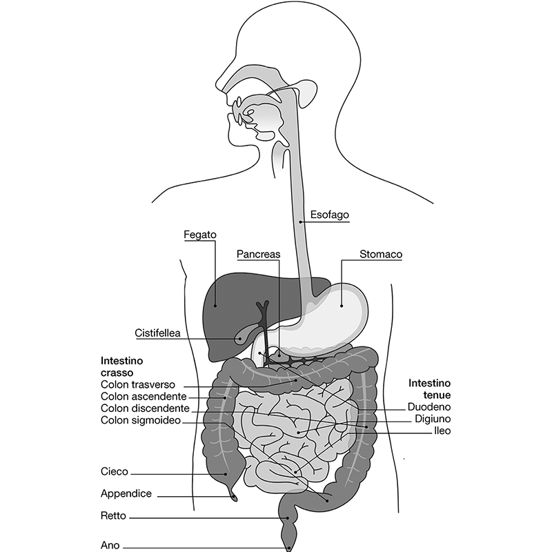 Retto Intestino crasso