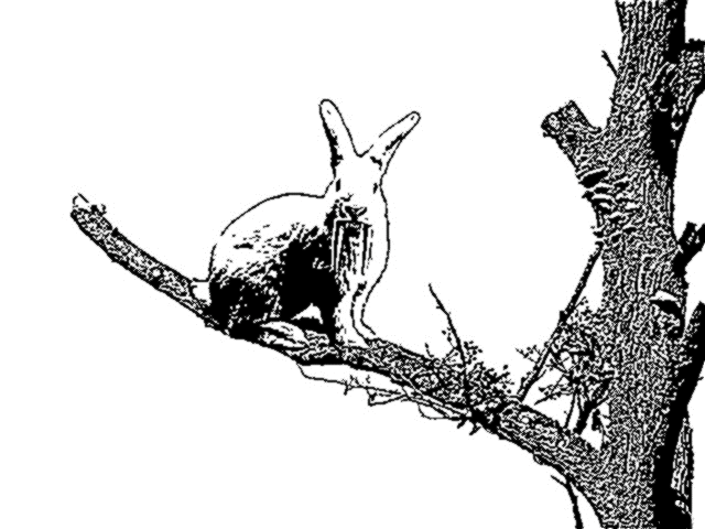 Tree Vampire Rabbit