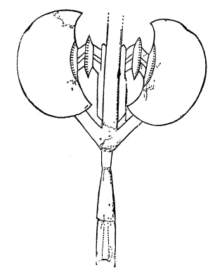 Fig. 44.—Copper badge, from Etowah mound, Georgia.