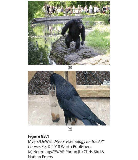 A photo of a chimpanzee collecting stones in a zoo and a photo of crow dropping a stone into a narrow glass beaker containing water are shown one below the other.