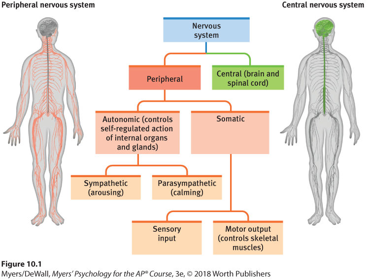 Tree diagram describing the functional divisions of the human nervous system accompanied by two human figures depicting the peripheral and central nervous systems.