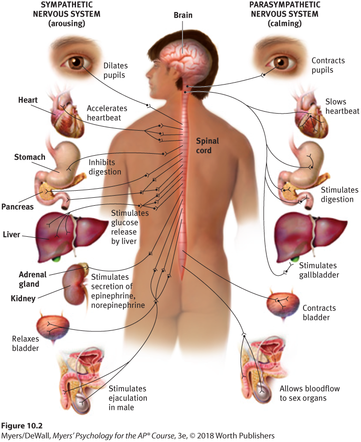 Diagram describing the dual functions of the autonomic nervous system – the sympathetic nervous system (arousing) and the parasympathetic nervous system (calming).