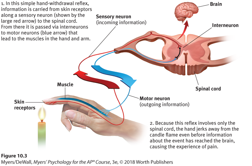 Diagram describing a simple reflex. The image shows the connection from the hand to the spinal cord and the brain.