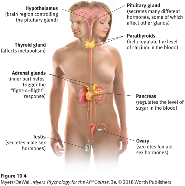 Diagram describing the endocrine system. The image shows a human body split into a male half (to the left) and a female half (to the right).