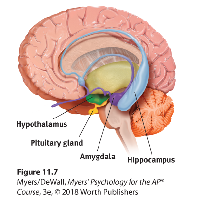 An illustration shows a human brain with hypothalamus, pituitary gland, amygdala, and hippocampus labeled.