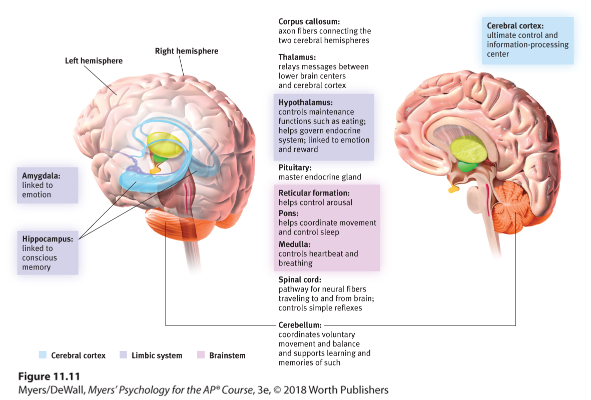 An illustration shows the parts of the brain and their functions