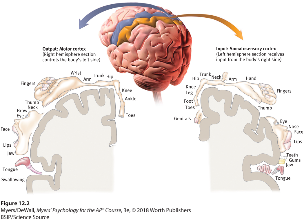 An illustration shows the amount of cortex devoted to each body part.