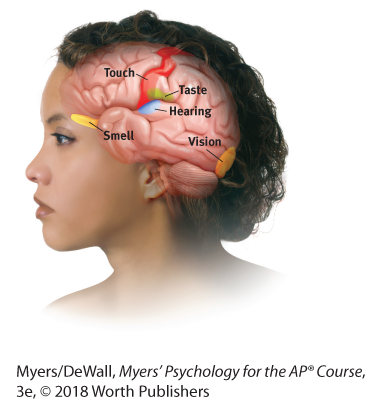 Diagram of the brain showing the location of the five senses in the brain.