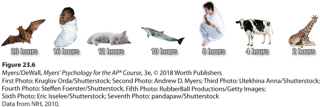 Photograph of a brown bat. They sleep 20 hours a day. Photograph of a human baby. They sleep 16 hours a day. Photograph of a kitten. They sleep 12 hours a day. Photograph of a dolphin. They sleep 10 hours a day. Photograph of an adult human. They sleep 8 hours a day. Photograph of a cow. They sleep 4 hours a day. Photograph of a giraffe. They sleep 2 hours a day.