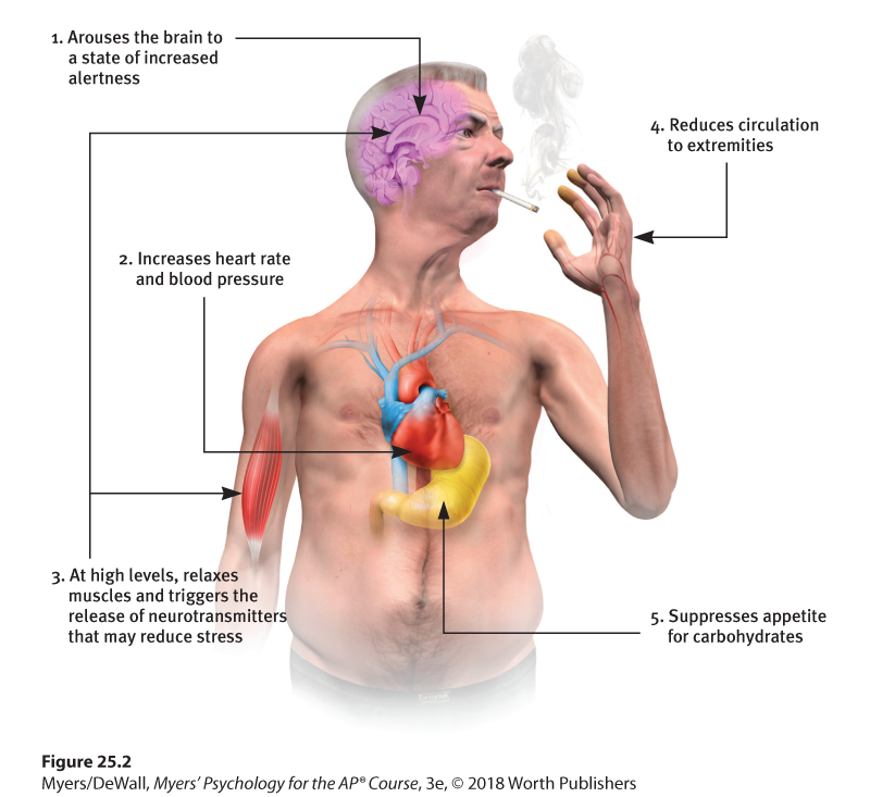 Diagram illustrating the physiological effects of nicotine.