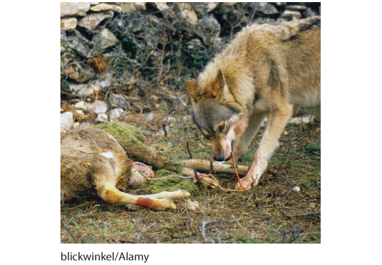 Photograph of a world eating a lamb.