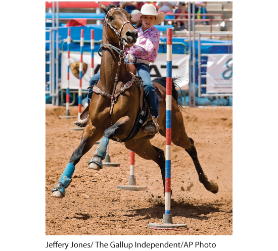 Photograph of a horse in a rodeo show.