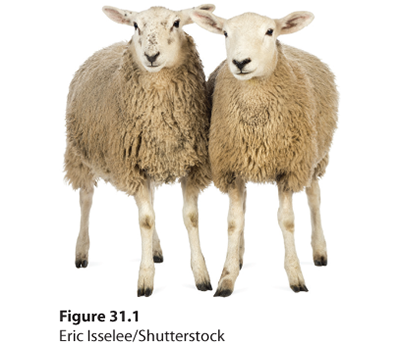 A photo shows two sheep.