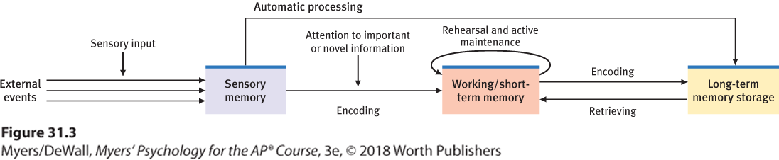 Flowchart illustrating a modified three-stage processing model of memory.