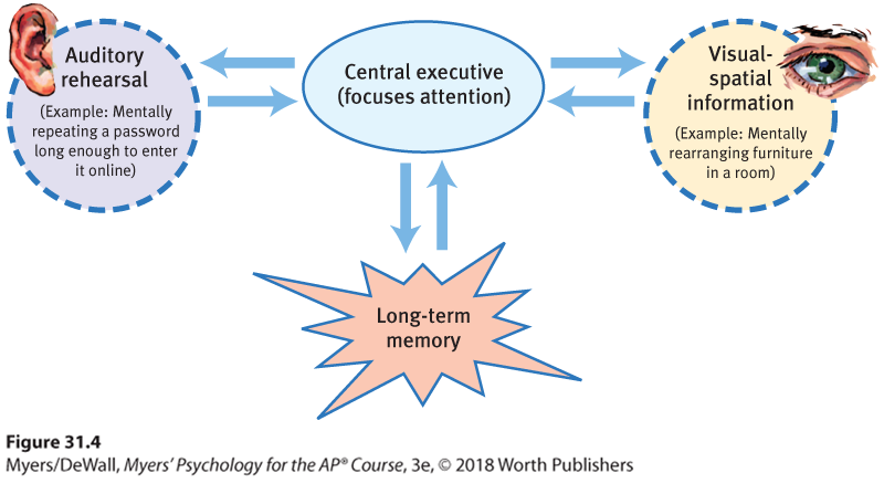 Diagram illustrating a simplified version of Alan Baddeley’s model of working model.