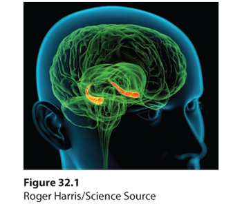 3-D graphic representation of the brain highlighting the location of the hippocampus in the brain. The hippocampus is represented in red and yellow. This neural center is located in the limbic system.