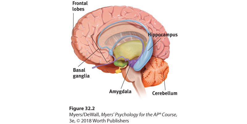 Diagram showing the location of the frontal lobes, basal ganglia, amygdala, hippocampus, and cerebellum.