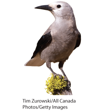 Photograph of Clark’s Nutcracker standing on a branch. The bird has white feathers and black wings; its beak and eyes are also black. It has a small pointy beak and a small head.