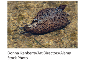 Photograph of a California sea slug.