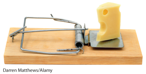 This image is a photograph of cheese in a mousetrap.