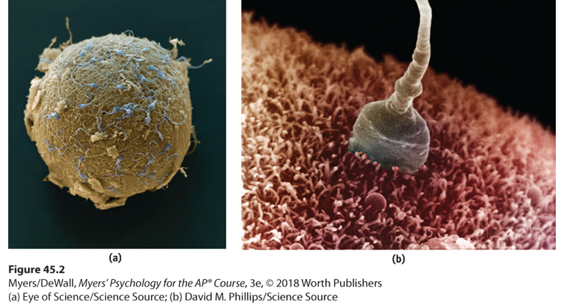 Photograph of sperm cells around an egg. Photograph of a single sperm cell penetrating the egg.