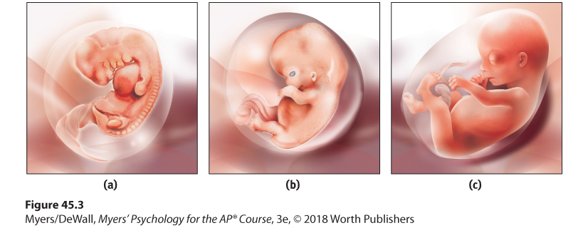 Photograph of an embryo at 40 days. Photograph of a fetus by the end of the second month. Photograph of a fetus at the beginning of the third month.