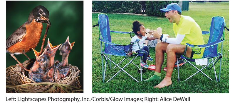 Photograph of a bird feeding its offspring and a man spoon feeding his child.