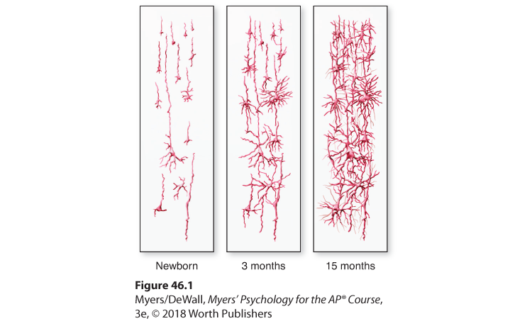 Drawings of human cerebral cortex sections at birth, at 3 months, and at 15 months.