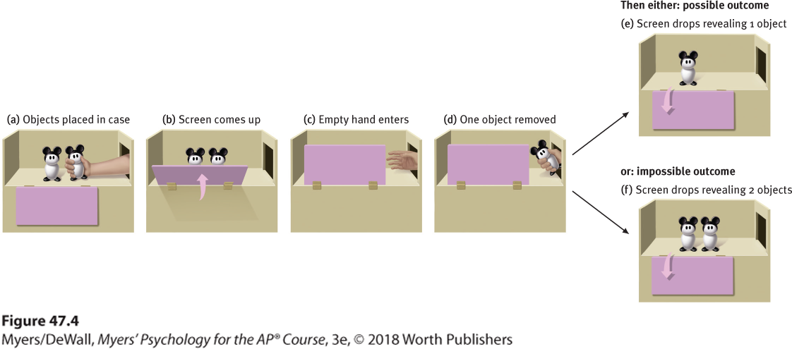 Diagram illustrating Wynn’s baby math experiment. Babies are shown two objects, then one of the objects is removed. There are then two outcomes for the baby to evaluate.