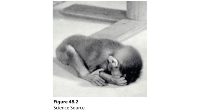 Photograph shows a small monkey on the floor holding its face. Its position indicates fear.