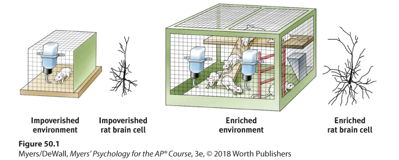 This image is an illustration of a mouse in a simple cage, with only a water drip. This image is an illustration of an impoverished rat brain cell. This image is an illustration of several mice in a cage. This image is an illustration of an enriched rat brain cell.