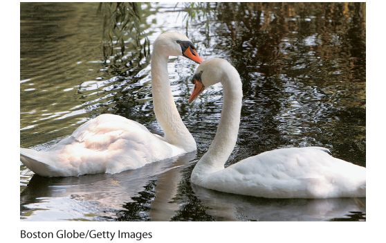 This image is a photograph of the same-sex swan couple “Romeo and Juliet”.