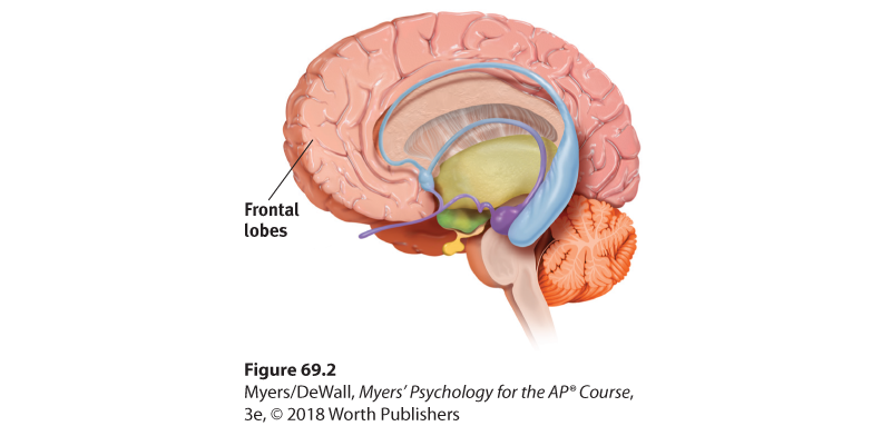 This is an illustration of a cross-section of a brain facing left with the Frontal lobe identified at the front center of the graphic.