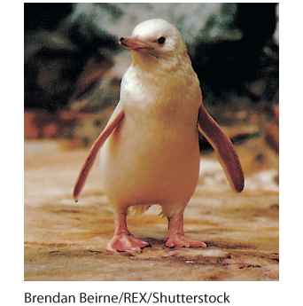 Photograph of a white penguin in an Australian zoo. Its feathers are all white and it has pink feet and beak.