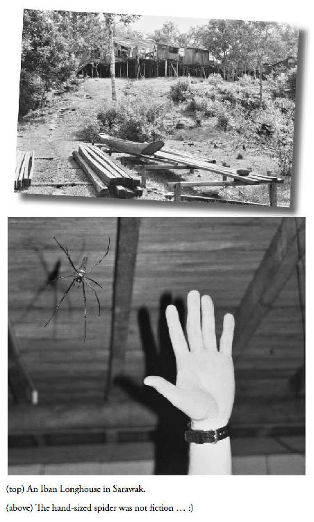 Iban longhouse, handsize spider