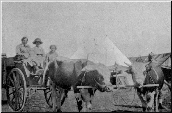 A waggon drawn by oxen at Kragujevatz.