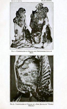 PLATE XXXVII.