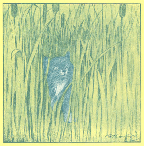 A kitten peeks out through bulrushes