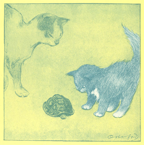 The kitten and larger cat look at a tortoise