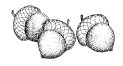 AiC_095_Acorns.tif