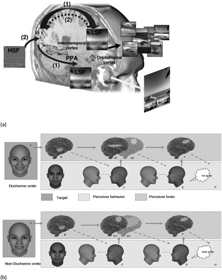 Figure 12.1 (a) Theoretical model of the predictive brain hypothesis based on top-down connectivity from the OFC to the occipito-temporal pathway as revealed by fMRI data. (Source: Kauffmann et al., 2014). (b) The SIMS model specifies the feed-forward and feedback connectivity (between OTC and OFC) involved during embodiment processes in the case of uncertain but relevant information (ambiguous smiles, for instance).