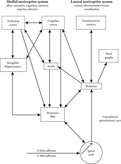 Figure 12.3 Schematic diagram of some of the main anatomical components of the “pain matrix” (e.g., Decety, 2011) and their possible functional significance in the periaqueductal grey matter (PAG). Neurophysiological research on pain processing points out a distinction between the sensory-discriminative and the affective-motivational domains. The primary (SI) and secondary (SII) cortices are involved in the sensory-discriminative aspects of pain (bodily location and intensity of stimulus), while the ACC (anterior cingulate cortex) and anterior insula underpin the affective-motivational component (the evaluation of subjective discomfort and response preparation in the context of painful or aversive stimuli).