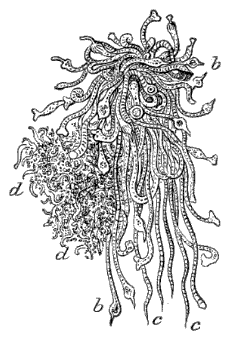 Fig. 119. Bunch of Hydræ; cluster of Medusæ; b b Hydræ with tentacles, c d bunches of Medusæ (Agassiz.)