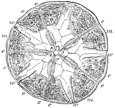 Fig. 140. Transverse section of Echinarachnius; o mouth, e e ambulacra, c m ambulacral ramifications, w w interambulacra. (Agassiz.)