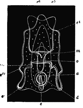 Fig. 165. Larva in which arms are developing, lettering as before; e' e'' e''' e^4 e^5 e^6 arms, o oesophagus.