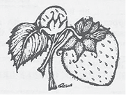 strawberry%20Illustration.jpg